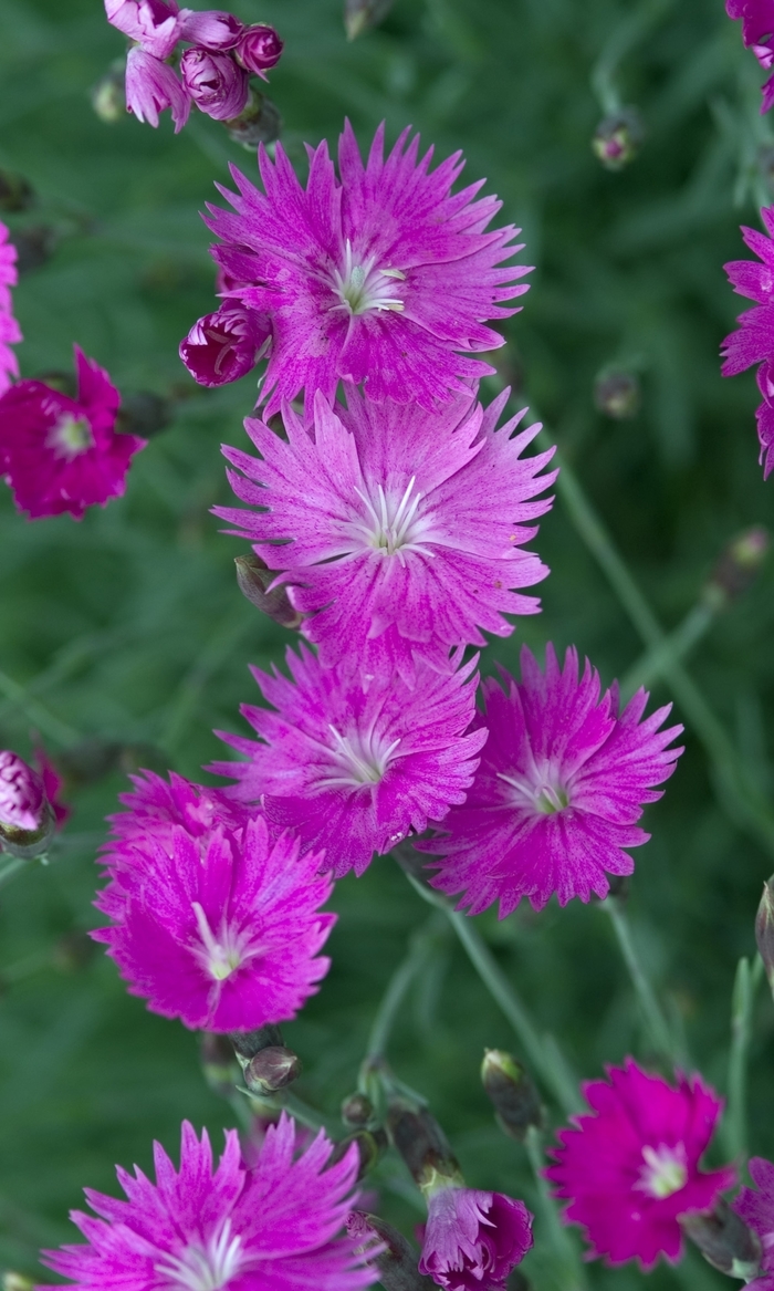 'Firewitch' Dianthus - Dianthus gratianopolitanus from Hand Cart Garden Center