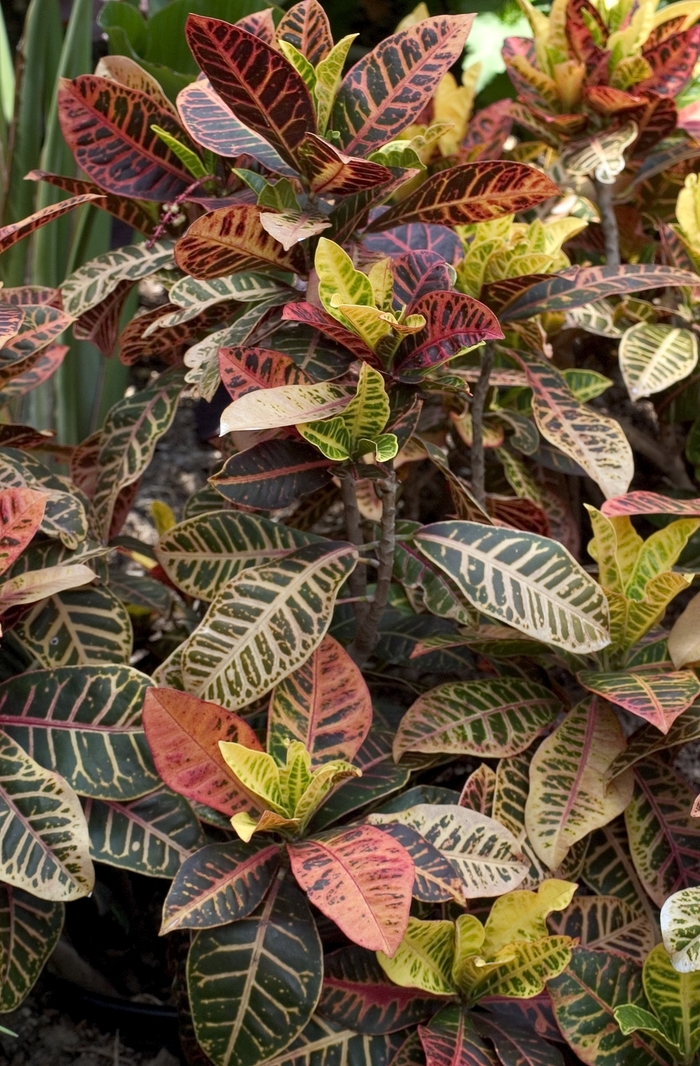 'Bravo' Croton - Codiaeum variegatum from Hand Cart Garden Center