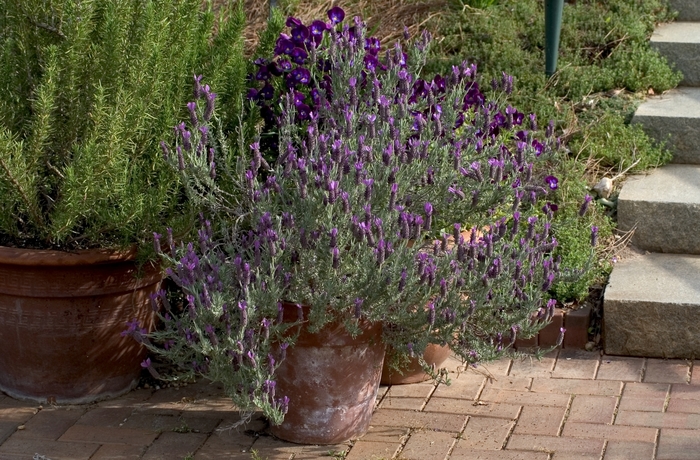 French Lavender - Lavandula dentata from Hand Cart Garden Center