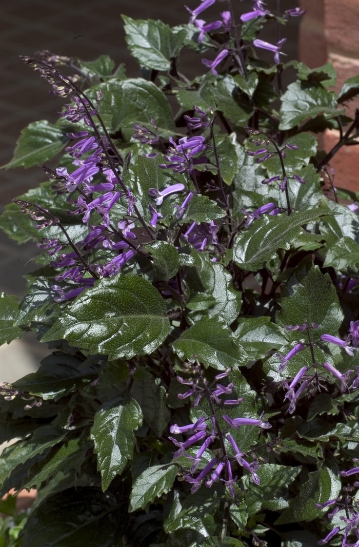 'Mona Lavender' - Plectranthus from Hand Cart Garden Center