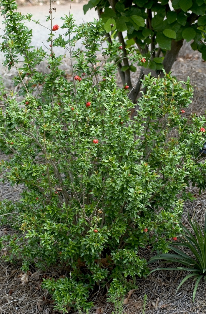 Dwarf Pomegranate - Punica granatum from Hand Cart Garden Center