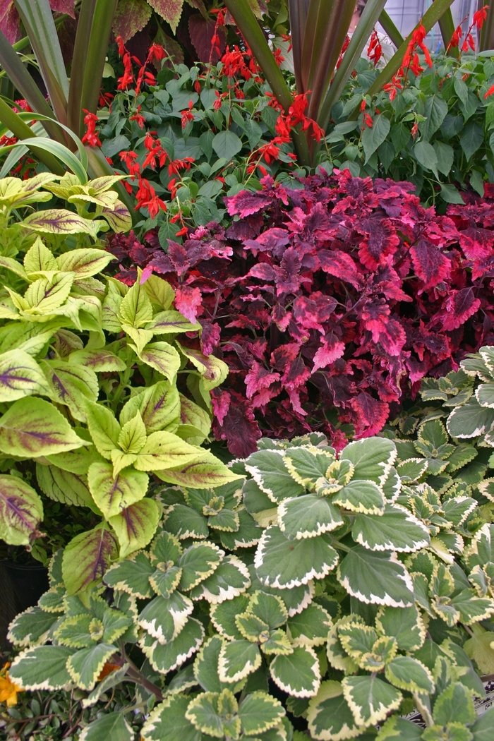 'Multiple Varieties' Coleus - Plectranthus scutellarioides from Hand Cart Garden Center