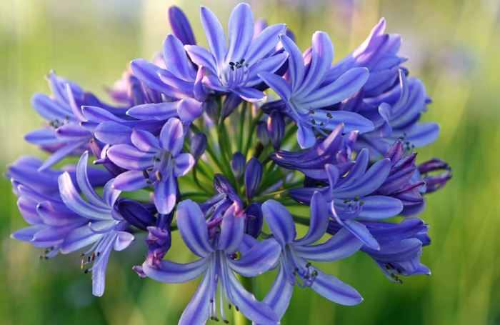 Agapanthus - Agapanthus orientalis from Hand Cart Garden Center