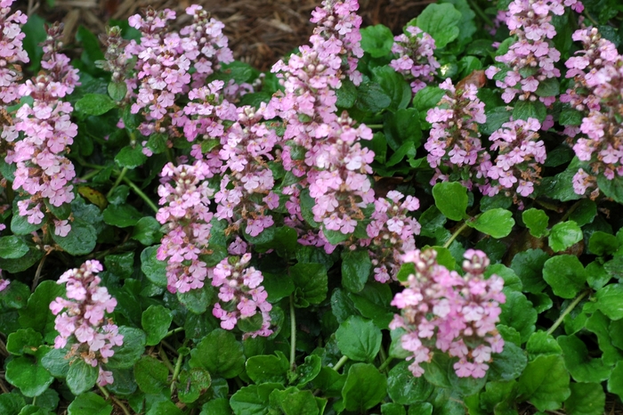 Bugleweed Ajuga - Ajuga genevensis from Hand Cart Garden Center