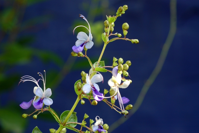 Butterfly Bush - Clerodendrum ugandense from Hand Cart Garden Center