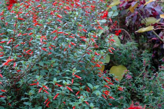 Vermillionnaire - Proven Winners Cuphea from Hand Cart Garden Center