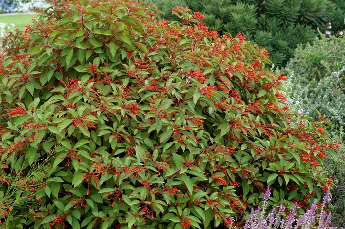 Americana Firebush - Hamelia patens from Hand Cart Garden Center