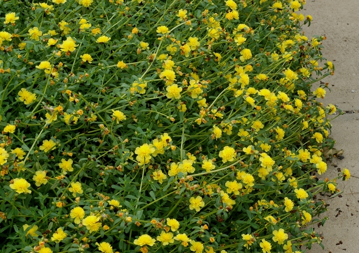 Yellow Purslane - Portulaca grandiflora from Hand Cart Garden Center