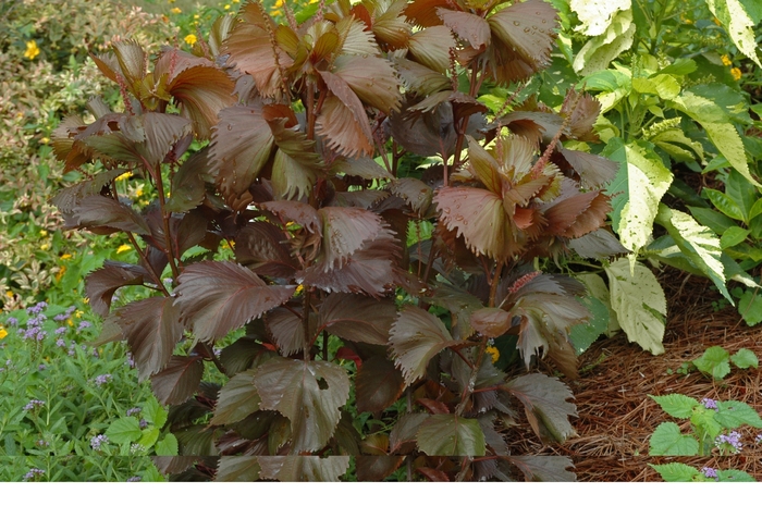 Chocolate Ruffle Copperleaf - Acalypha wilkesiana from Hand Cart Garden Center