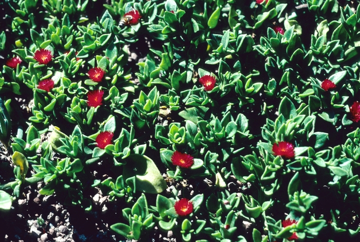 Baby Sun Rose Green - Aptenia cordifolia from Hand Cart Garden Center