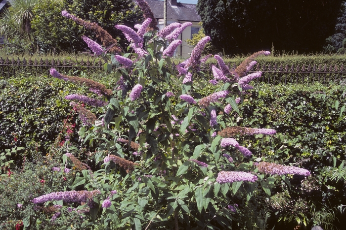 Butterfly Bush - Buddleia davidii from Hand Cart Garden Center