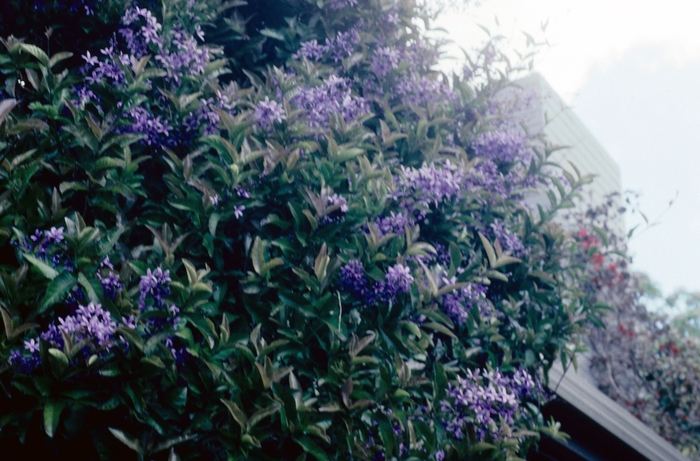 Queen's Wreath - Petrea volubilis from Hand Cart Garden Center