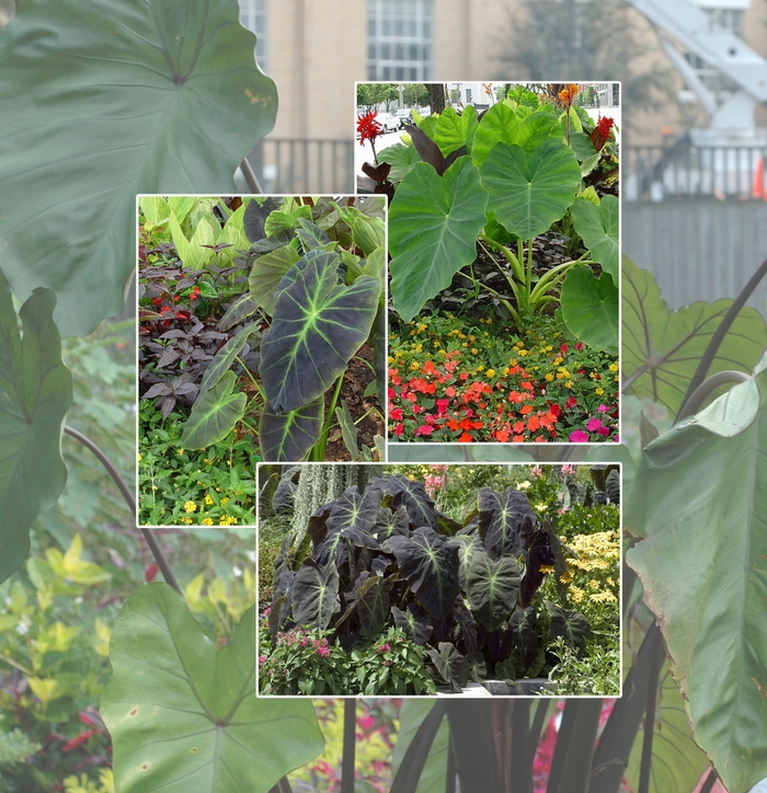 Assorted Elephant's Ear - Colocasia from Hand Cart Garden Center