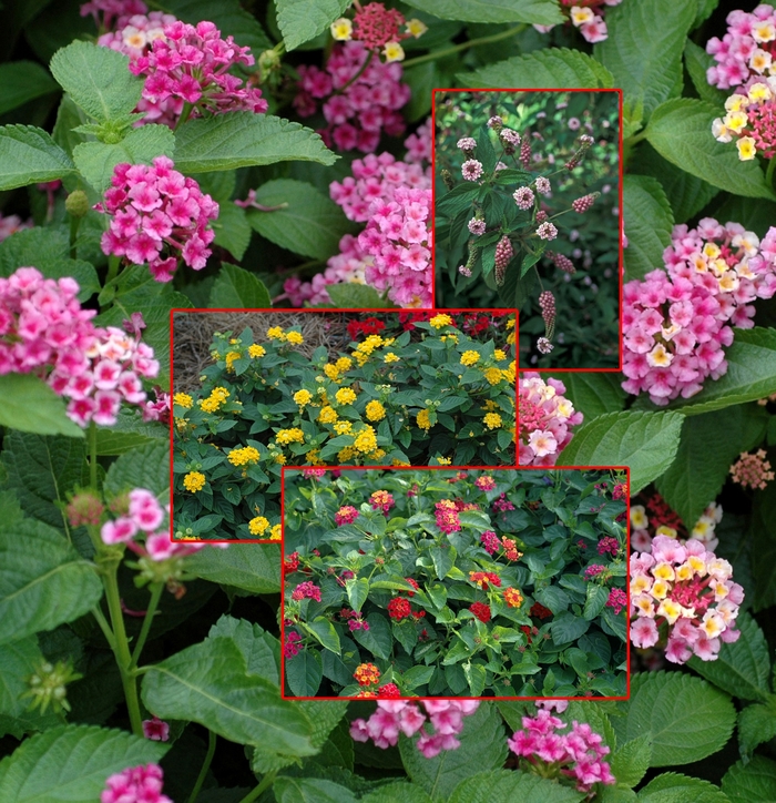 Lantana - Lantana achyranthifolia from Hand Cart Garden Center