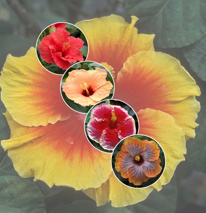 'Multiple Varieties' Hibiscus - Hibiscus from Hand Cart Garden Center