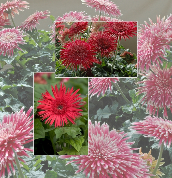 Assorted Gerbera Daisy - Gerbera jamesonii from Hand Cart Garden Center