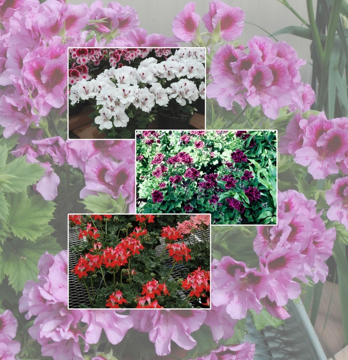 'Multiple Varieties' Geranium - Geranium from Hand Cart Garden Center