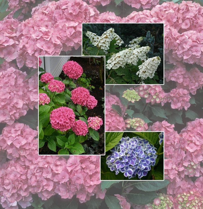 'Multiple Varieties' Hydrangea - Hydrangea from Hand Cart Garden Center