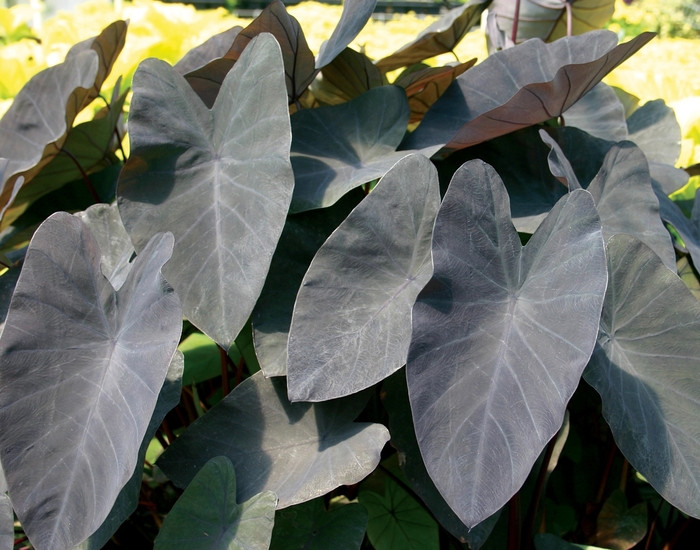 'Black Magic' Elephant Ear - Colocasia esculenta from Hand Cart Garden Center