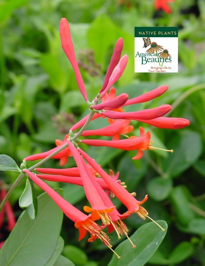 Trumpet Honeysuckle - Lonicera sempervirens from Hand Cart Garden Center