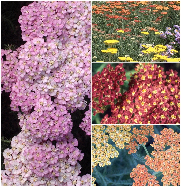 Assorted Yarrow - Achillea from Hand Cart Garden Center