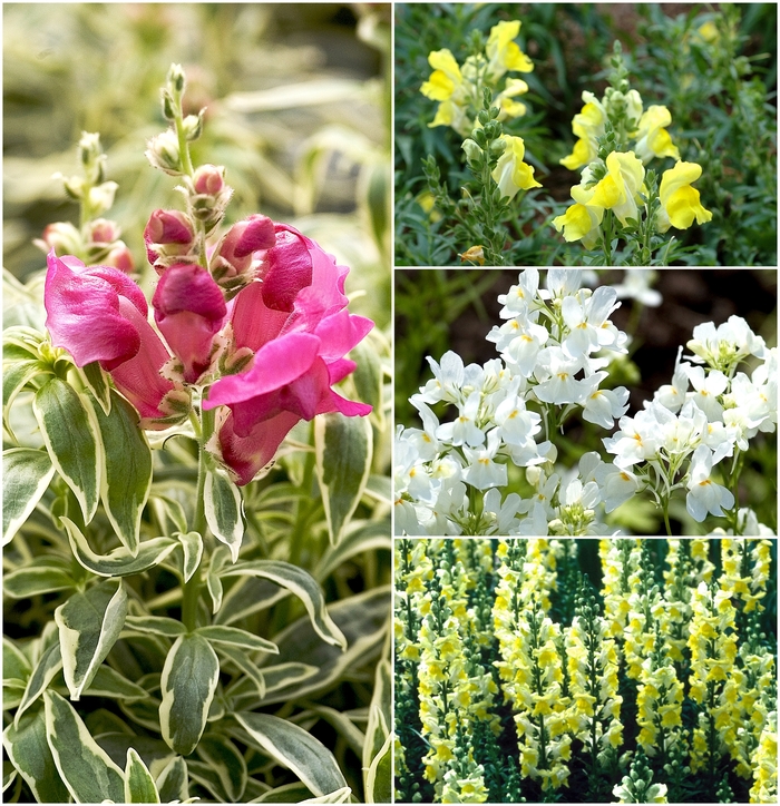 'Multiple Varieties' Snapdragon - Antirrhinum from Hand Cart Garden Center