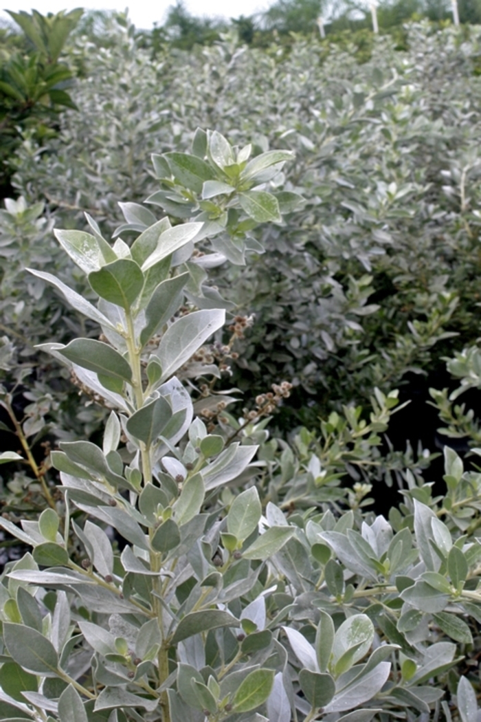 Silver Buttonwood - Conocarpus erectus from Hand Cart Garden Center