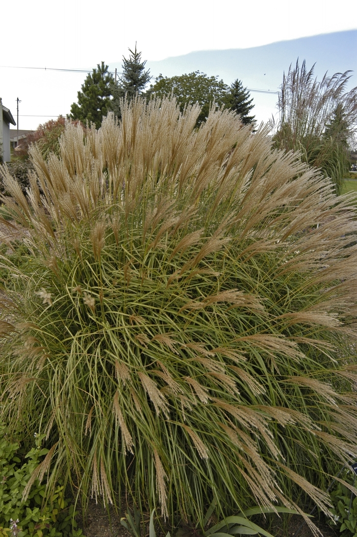 Adagio Grass - Miscanthus sinensis from Hand Cart Garden Center