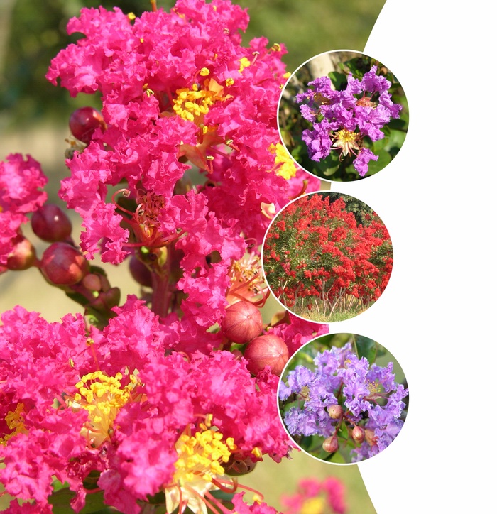 Assorted Crape Myrtle - Lagerstroemia from Hand Cart Garden Center