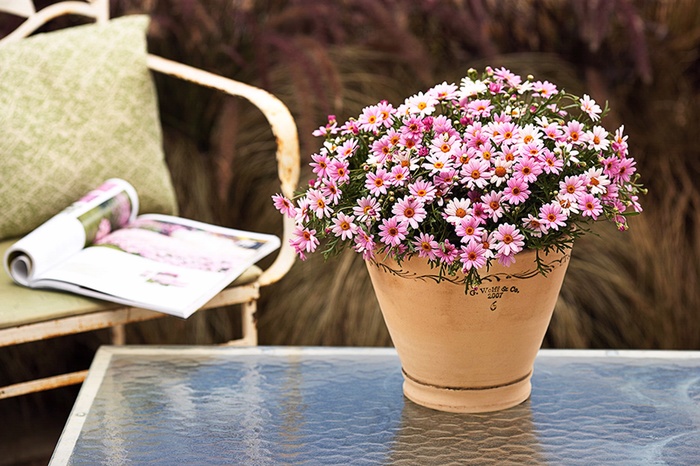 'Multiple Varieties' Marguerite Daisy, Assorted - Argyranthemum from Hand Cart Garden Center