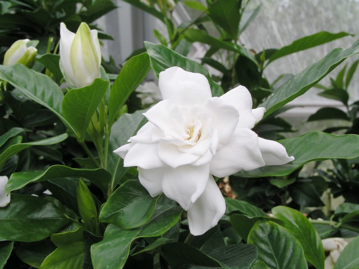 'August Beauty' Gardenia - Gardenia jasminoides from Hand Cart Garden Center