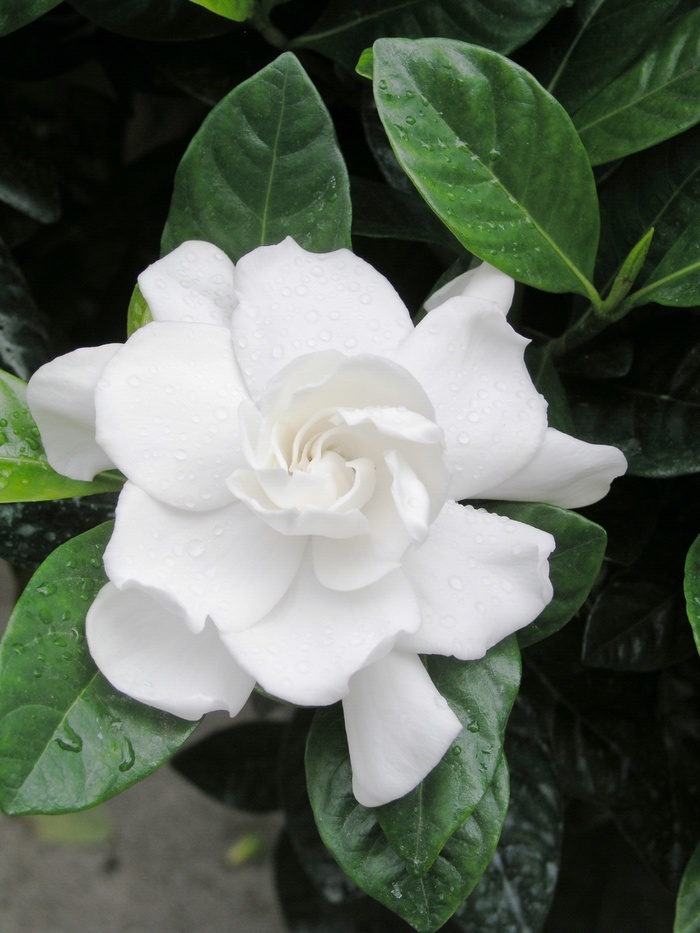 Veitchii Gardenia - Gardenia jasminoides from Hand Cart Garden Center