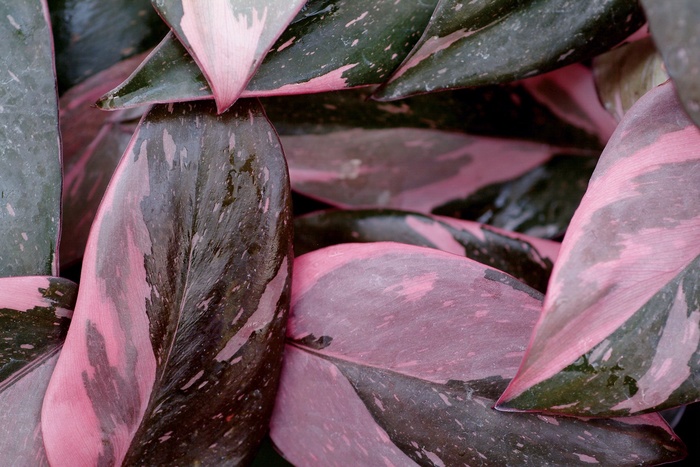 ''Pink Princess'' - Philodendron erubescens from Hand Cart Garden Center