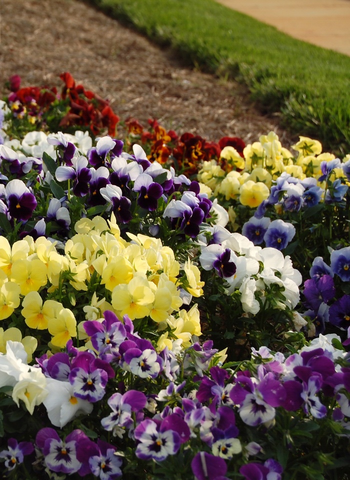 'Multiple Varieties' Pansy - Viola from Hand Cart Garden Center