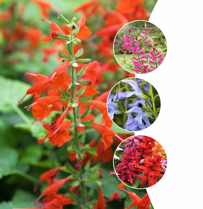 'Multiple Varieties' Salvia - Salvia from Hand Cart Garden Center