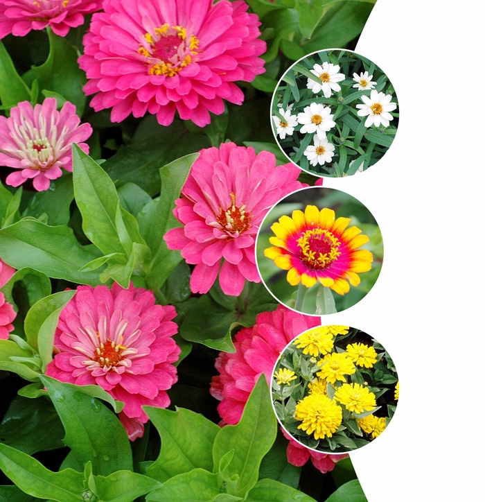 Assorted Zinnia - Zinnia from Hand Cart Garden Center