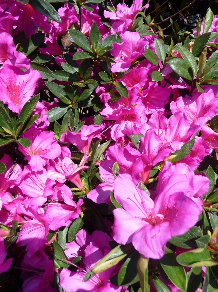 'Formosa' Azalea - Rhododendron Indica from Hand Cart Garden Center