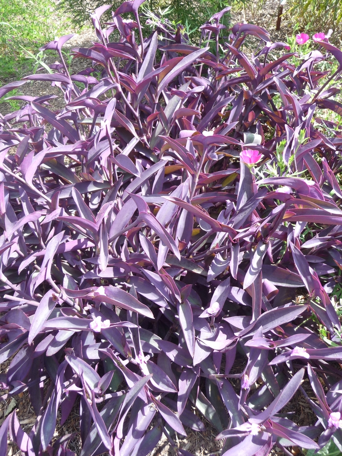 Wandering Jew - Setcreasea pallida from Hand Cart Garden Center