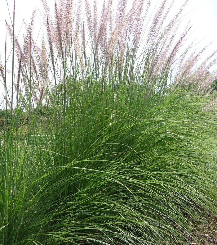 Red Fountain Grass - Pennisetum setaceum from Hand Cart Garden Center