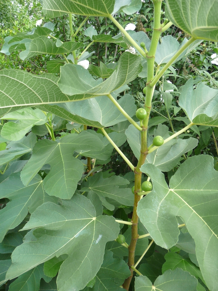 'Kadota' Fig - Ficus carica from Hand Cart Garden Center