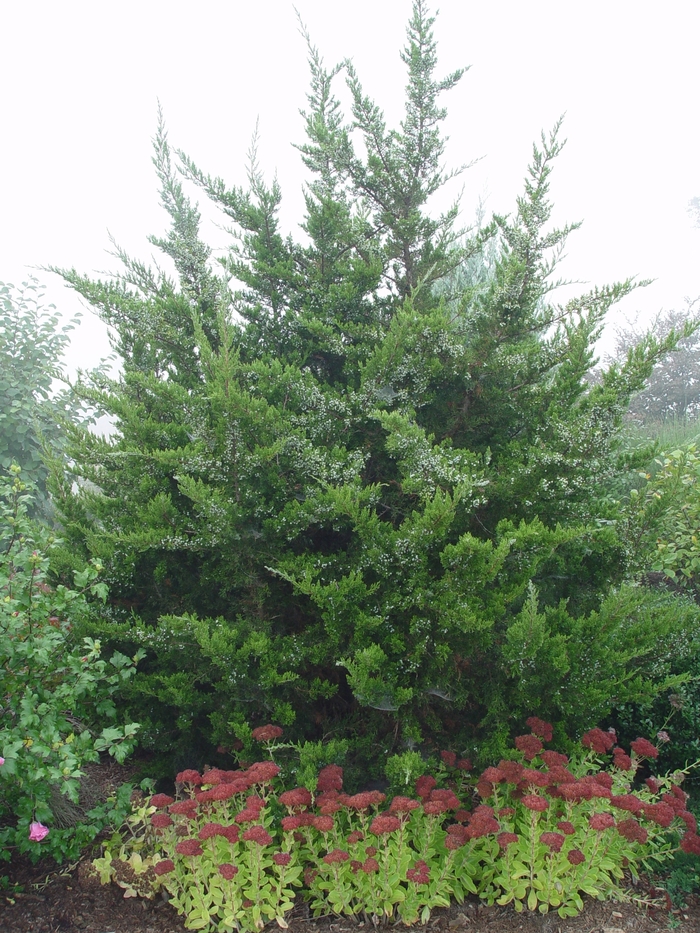 Red Cedar - Juniperus virginiana from Hand Cart Garden Center