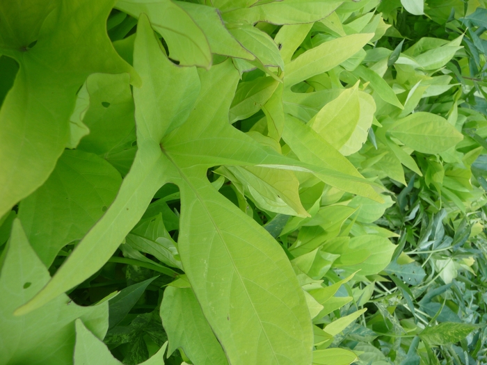 Sweet Potato Vine-Margarite - Ipomoea batatas (Ornamental Sweet Potato) from Hand Cart Garden Center