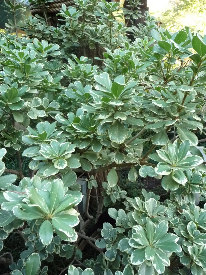 Variegata Pittosporum - Pittosporum tobira from Hand Cart Garden Center