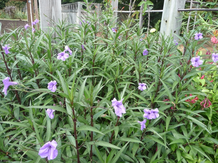 Mexican Petunia - Ruellia brittoniana from Hand Cart Garden Center