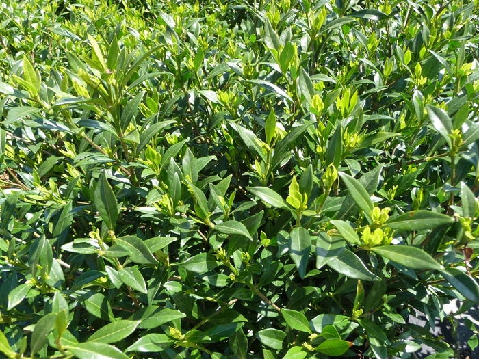 Frost Proof Gardenia - Gardenia jasminoides from Hand Cart Garden Center