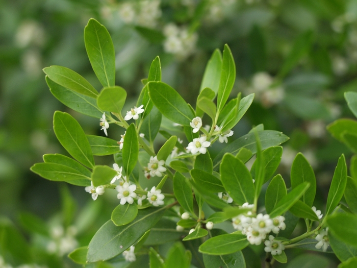 Inkberry Holly - Ilex glabra from Hand Cart Garden Center