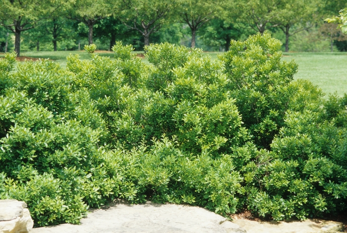 Wax Myrtle - Myrica cerifera from Hand Cart Garden Center