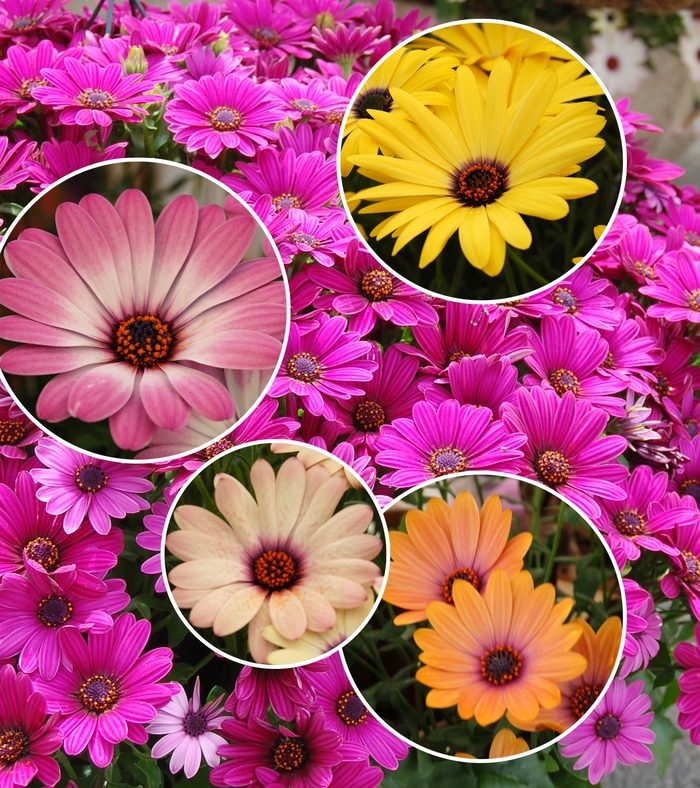 'Multiple Varieties' Osteospermum - Osteospermum from Hand Cart Garden Center