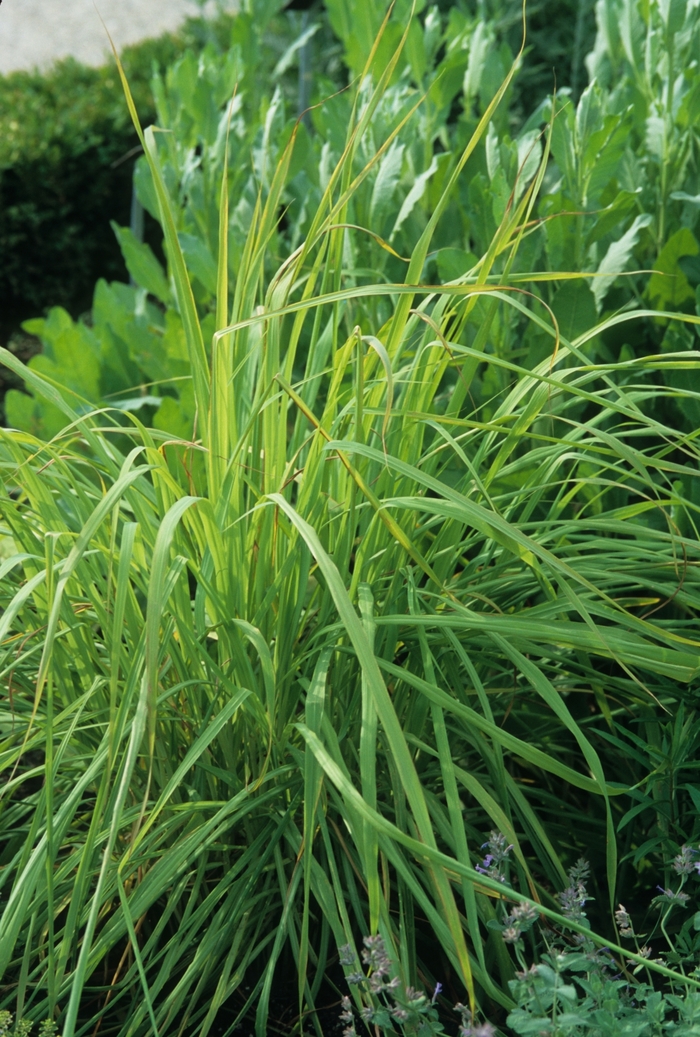 Lemon Grass - Cymbopogon citratus from Hand Cart Garden Center