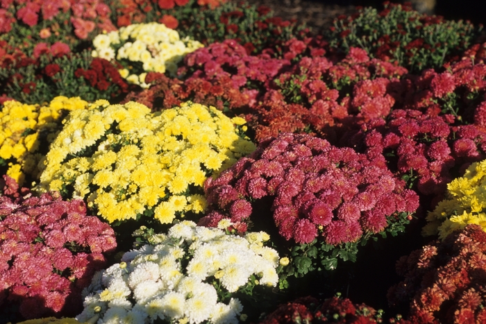 Assorted Garden Mum - Chrysanthemum x morifolium from Hand Cart Garden Center